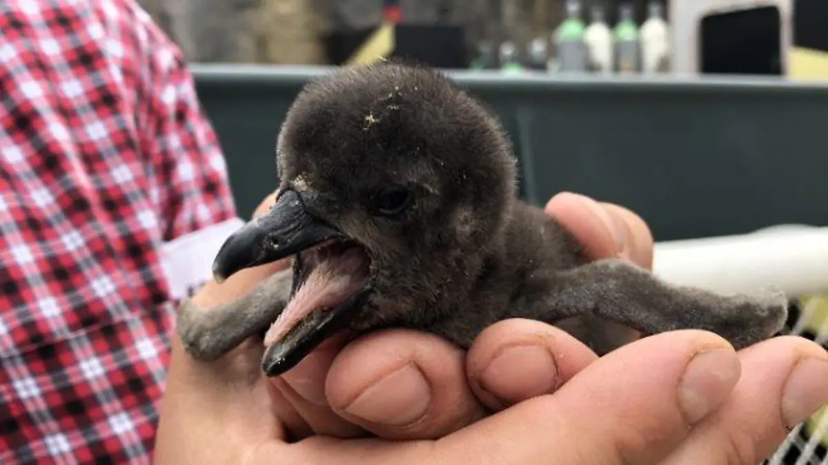 Das neue RTL Nord Patenkind: Pinguin Baby aus dem Erlebniszoo Hannover.