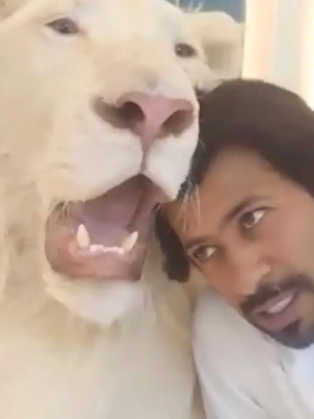 Der Millionär Humaid Albuqaish aus Dubai zeigt sich auf Instagram und TikTok beim Herumtollen und Schmusen mit Löwen, Greifvögeln und sogar Affen. Doch so süß die Aufnahmen sind: Von artgerechter Haltung kann hier wohl kaum die Rede sein.