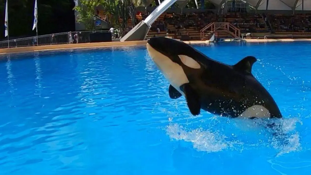 Orca Ula