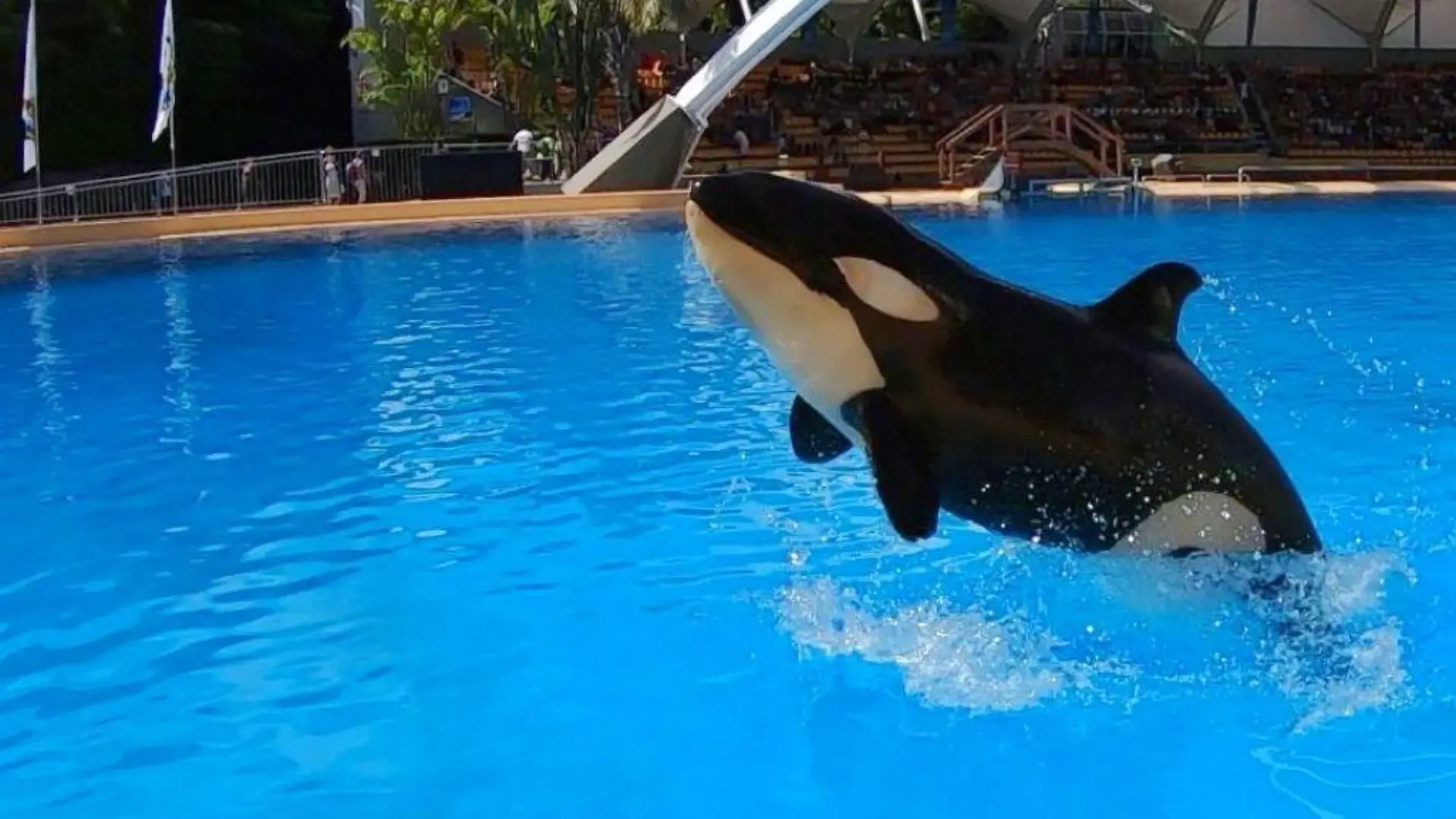 Orca Ula