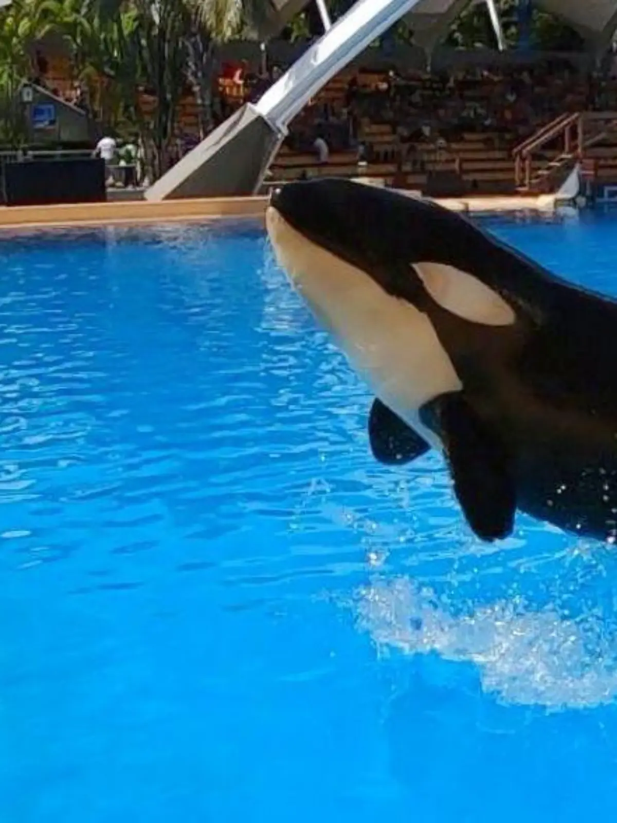 Orca Ula