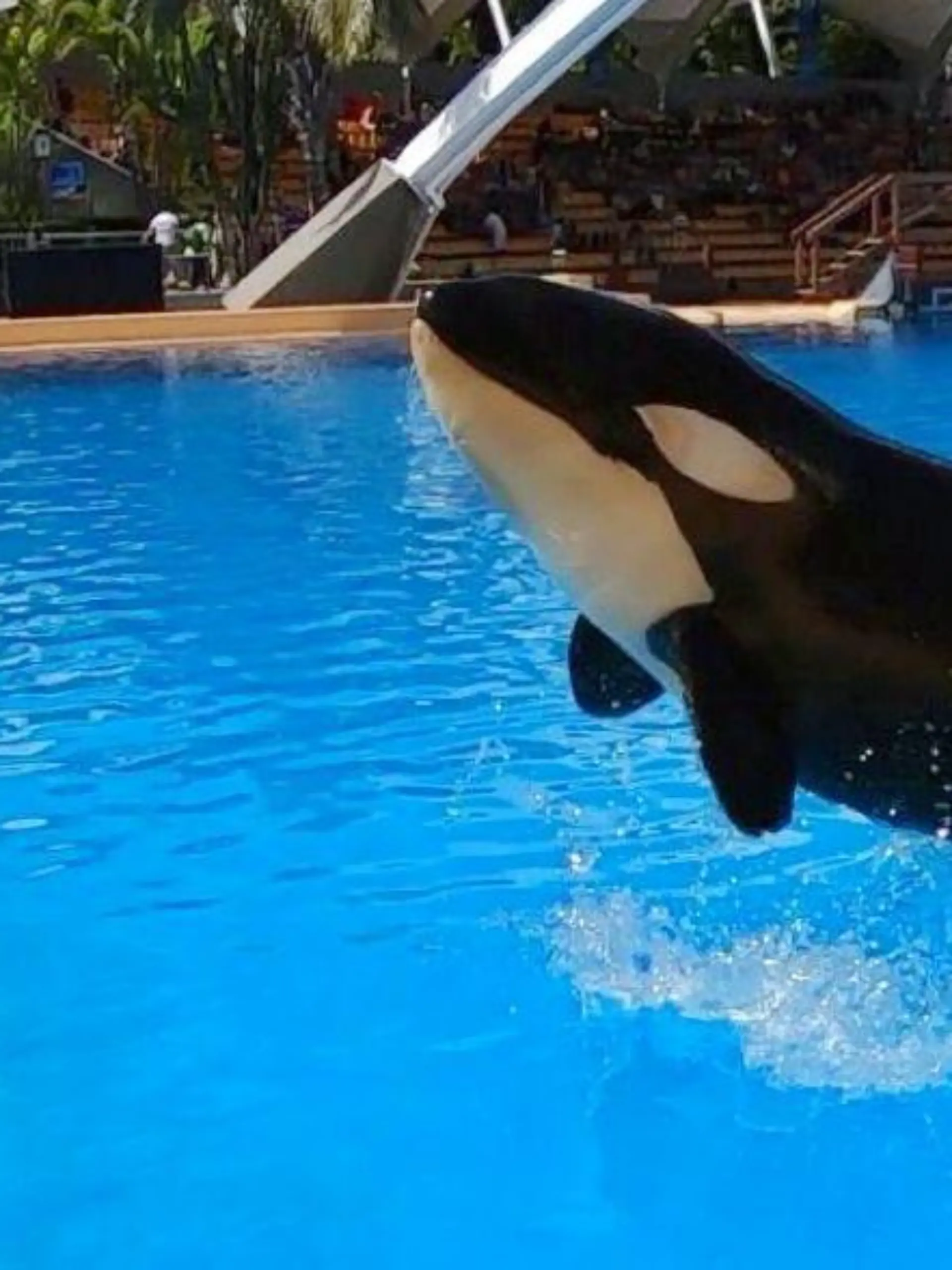 Orca Ula
