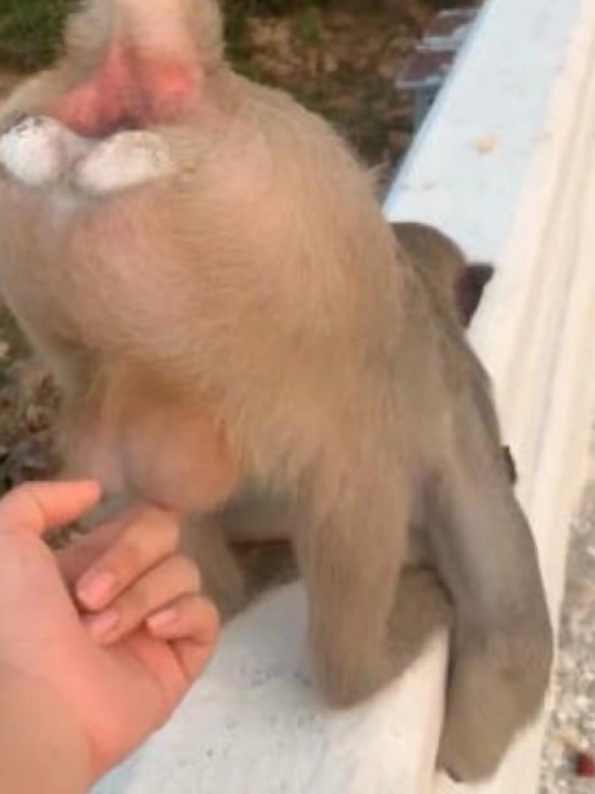 Wilde Affen gehören eigentlich nicht gerade zu den freundlichsten Zeitgenossen, schließlich liest man immer wieder von Angriffen. Dieses Exemplar hier scheint da deutlich entspannter als seine tierischen Verwandten zu sein und zeigt sich von seiner netten Seite. Ob es an dem Körperteil liegt, welches die Passantin da fröhlich krault?