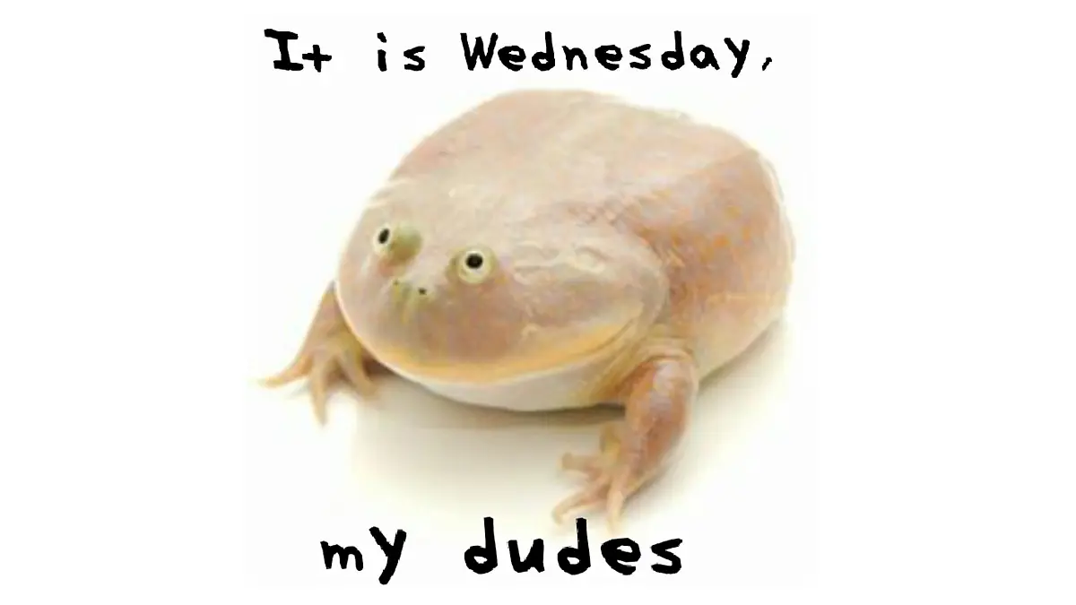 Eine Kröte und die Worte "It is Wednesday, my dudes"