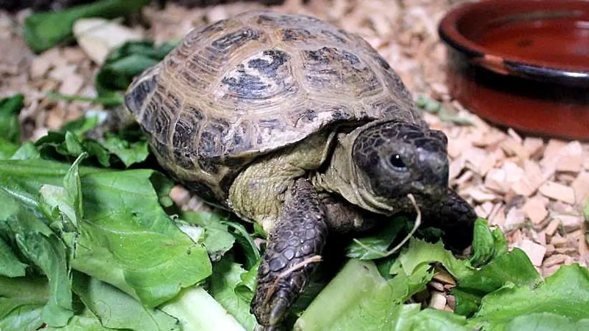 Paul ist eine Schildkröte (Russische landschildkröte) aus dem Tierheim Hambrg Süderstraße udn sucht ein neues Zuhause.
