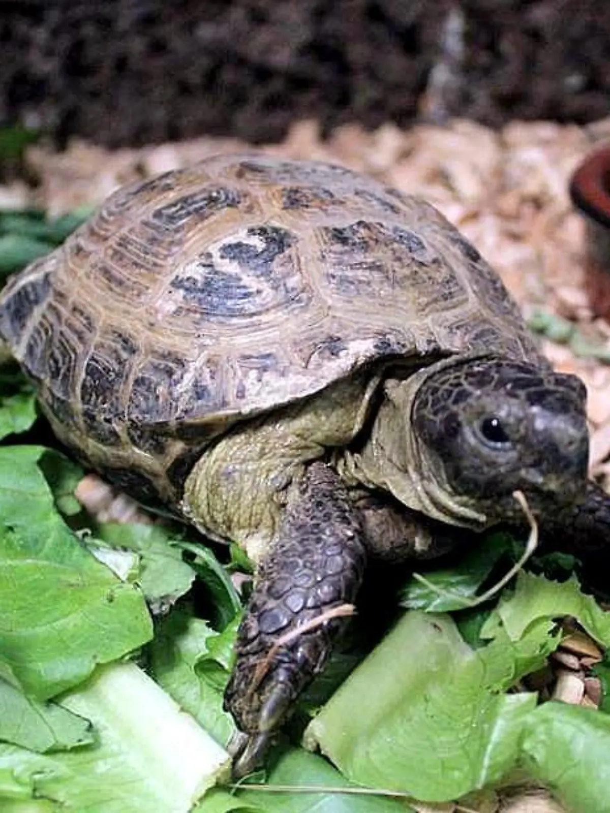 Paul ist eine Schildkröte (Russische landschildkröte) aus dem Tierheim Hambrg Süderstraße udn sucht ein neues Zuhause.