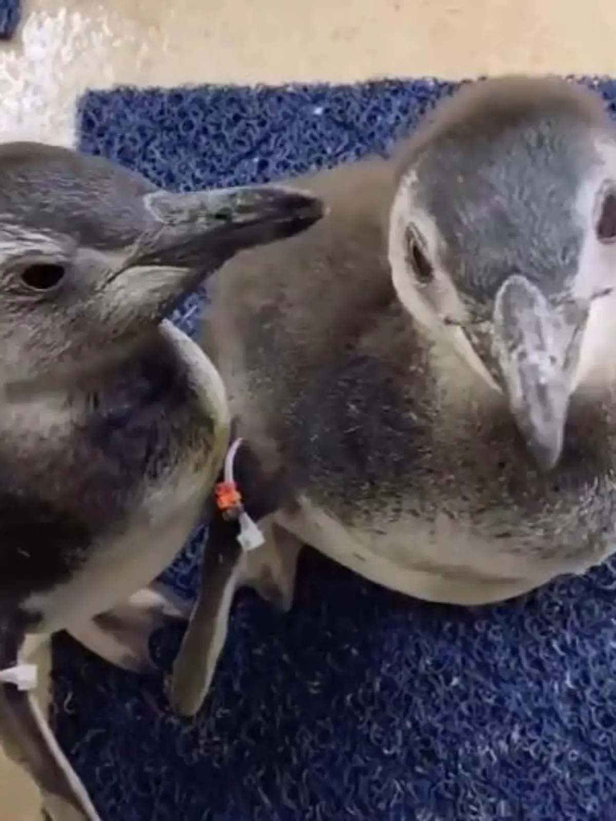 Bild zu: "Erste Schwimmstunde für Pinguinküken"
