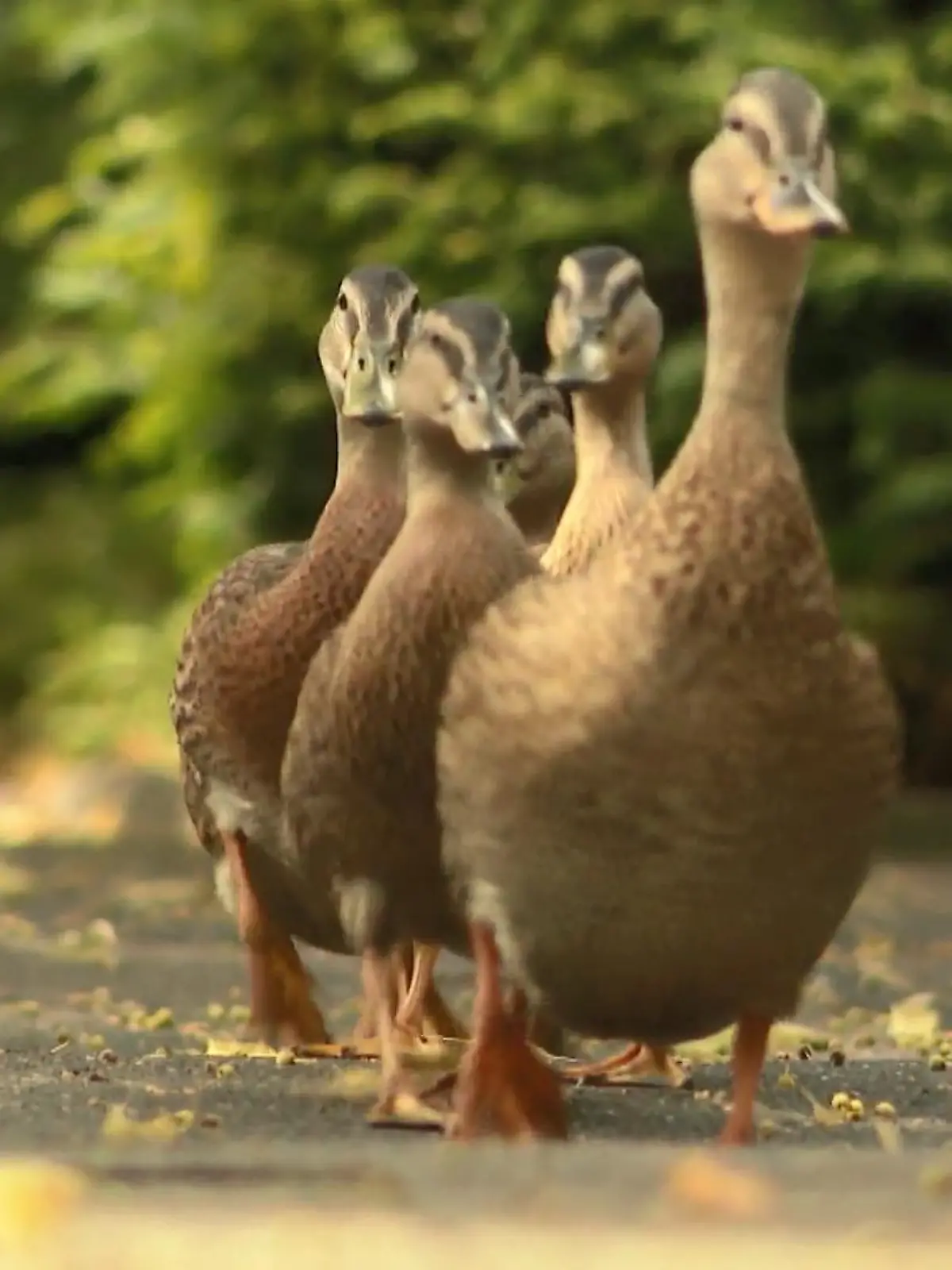 Bild zu: " Enten-Familie wandert täglich in Park"