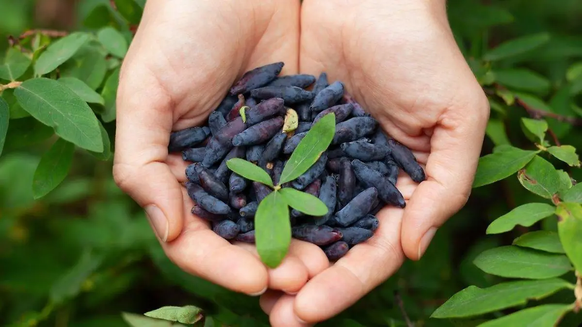 Haskap-Beere: Was steckt wirklich hinter dem Superfood-Trend?
