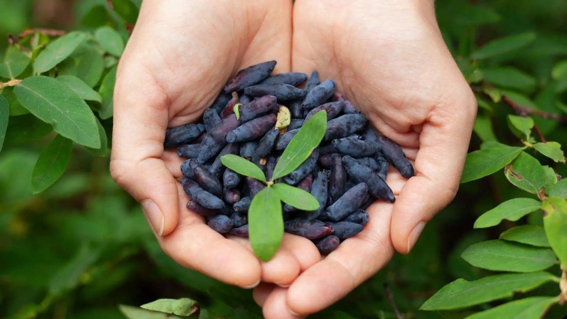 Haskap-Beere: Was steckt wirklich hinter dem Superfood-Trend?