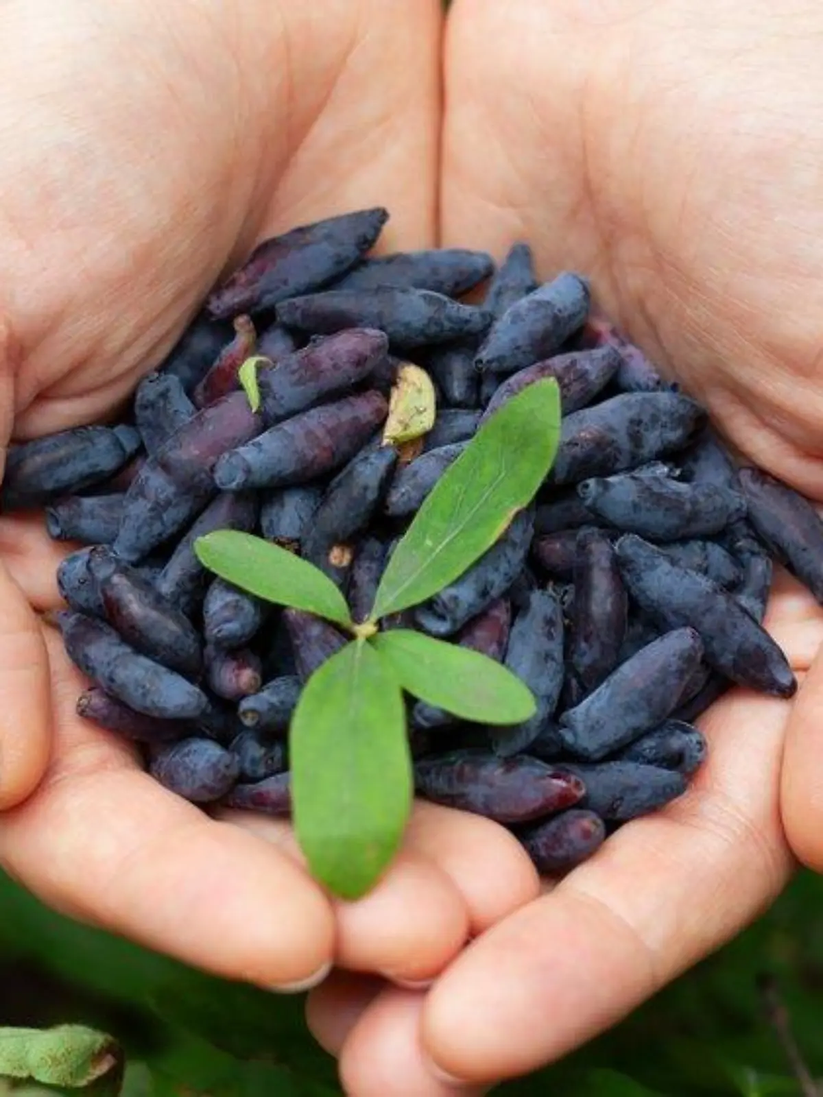 Haskap-Beere: Was steckt wirklich hinter dem Superfood-Trend?