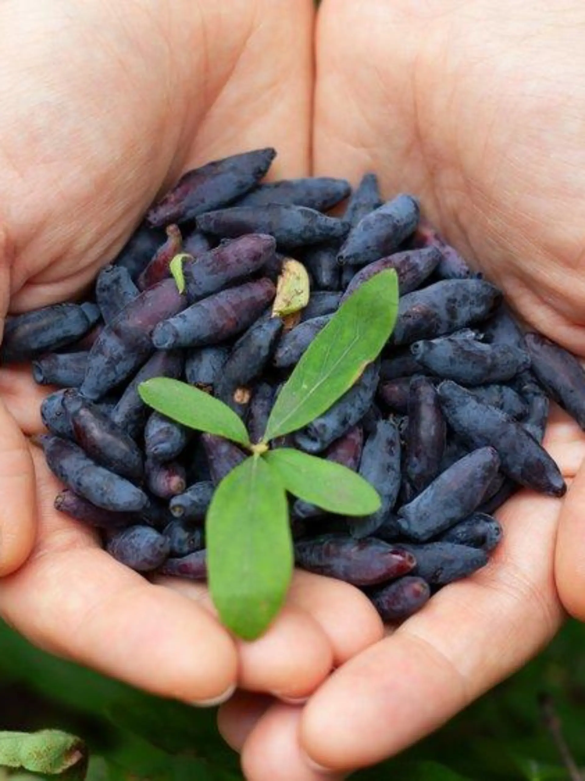Haskap-Beere: Was steckt wirklich hinter dem Superfood-Trend?