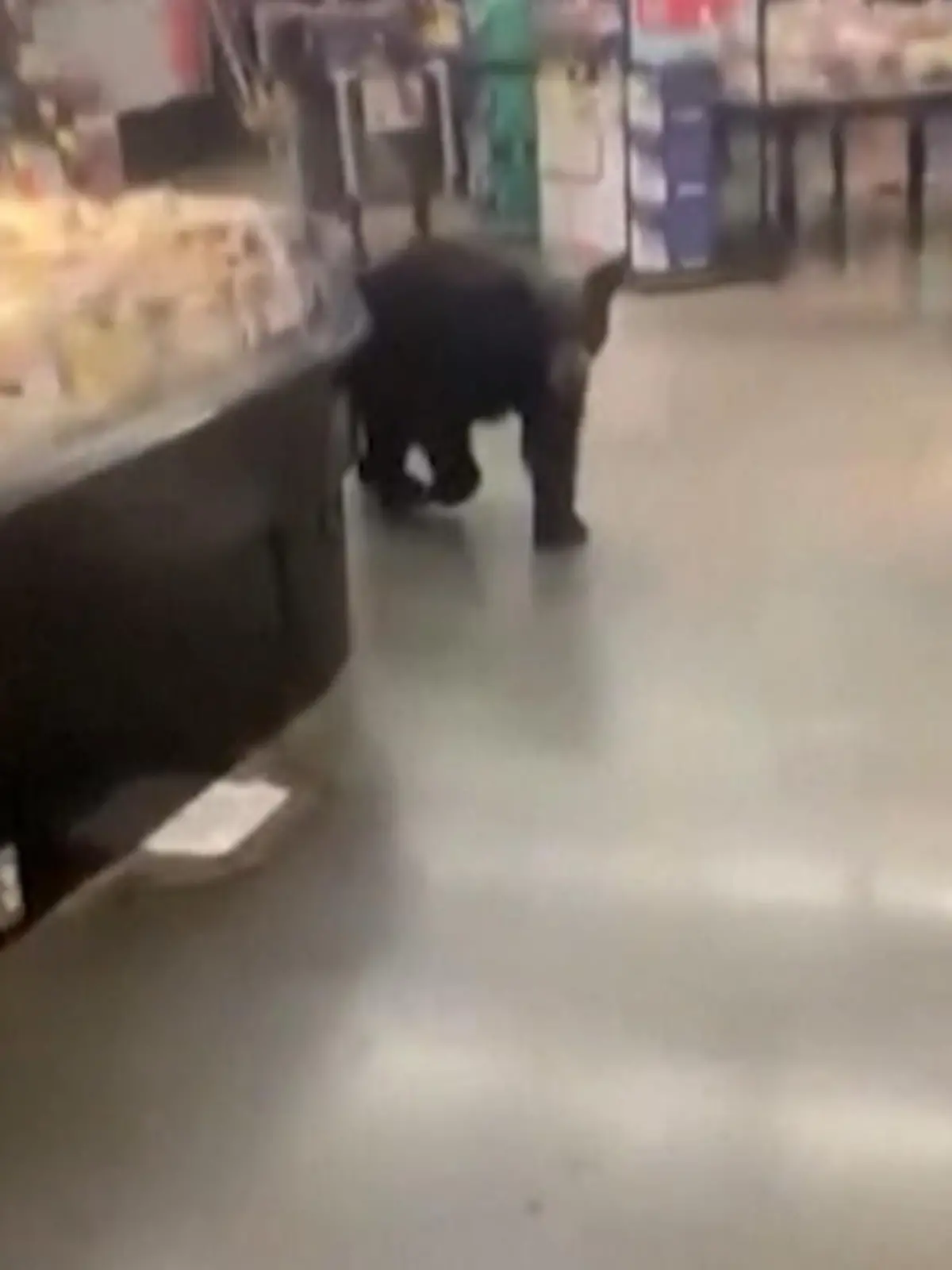 In Los Angeles tapst ein Braunbär durch den Supermarkt.