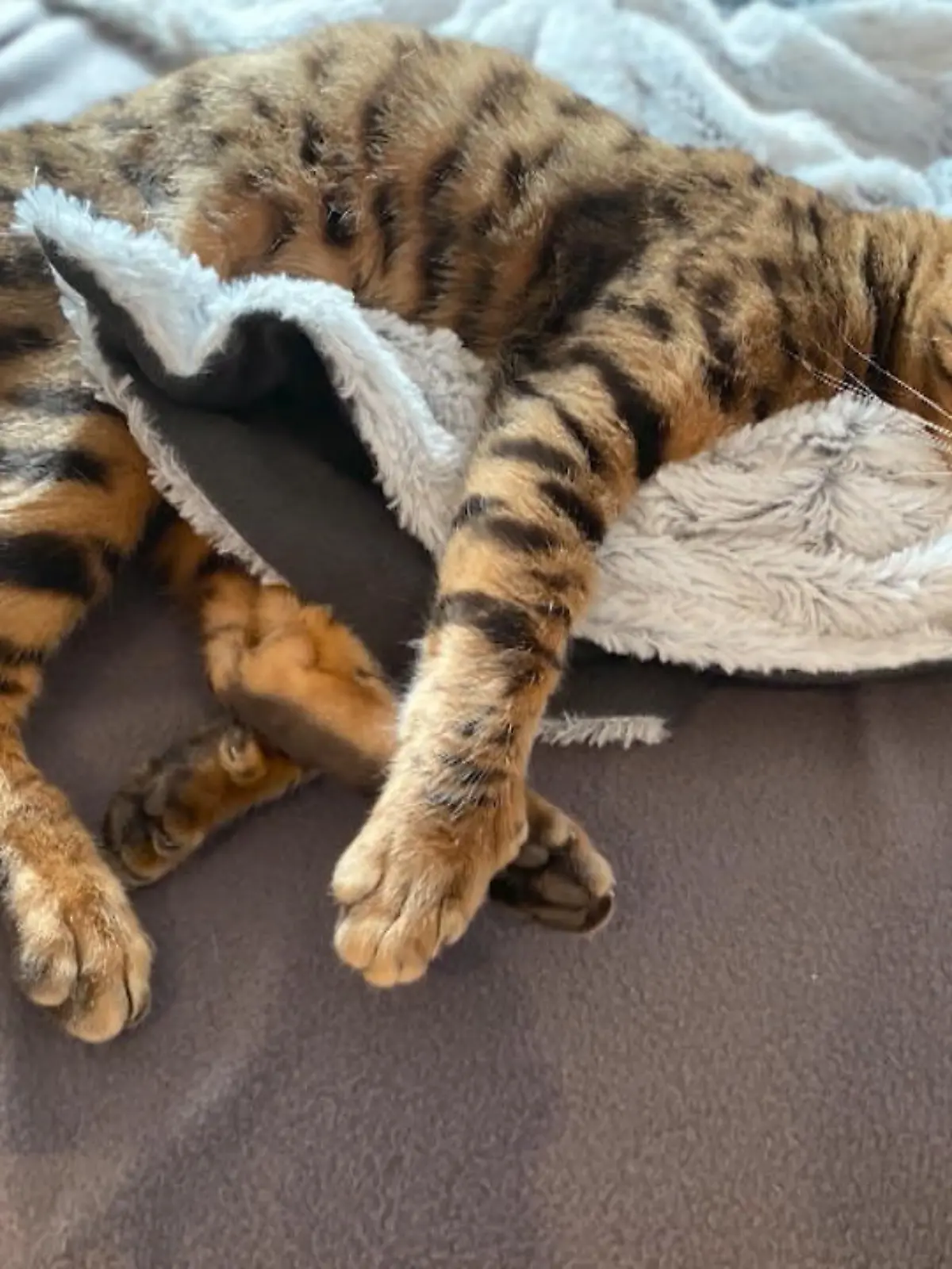 Der Pfeil steckte noch in der Flanke des sechs Jahre alten Katers Cooper, als Frauchen Franziska Böker ihn tot in einem Gebüsch in der Nähe ihres Grundstücks in Adelebsen (Kreis Göttingen) entdeckte. Seither sitzt der Familie die Angst im Nacken. Was, wenn der Schütze erneut zuschlägt und beim nächsten Mal womöglich eines der Kinder trifft?