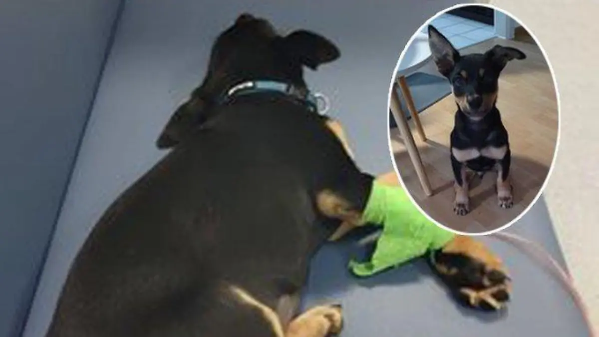 Hund auf Rückbank eines Streifenwagens