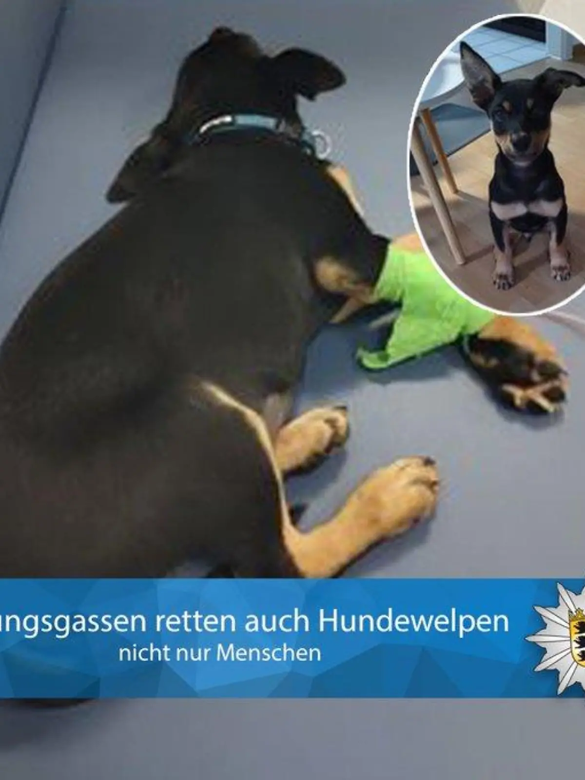 Hund auf Rückbank eines Streifenwagens
