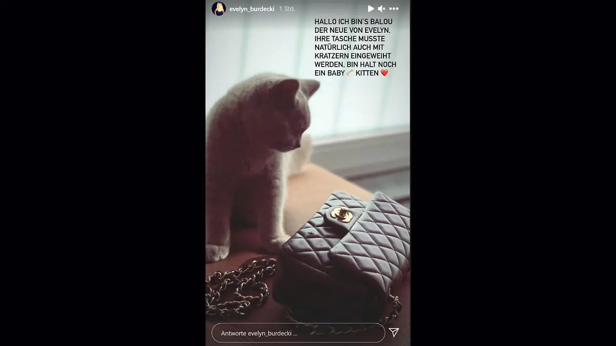 Er sieht unschuldig aus, doch er hat es faustdick hinter den flauschigen Ohren: Evelyn Burdeckis Kater Balou.