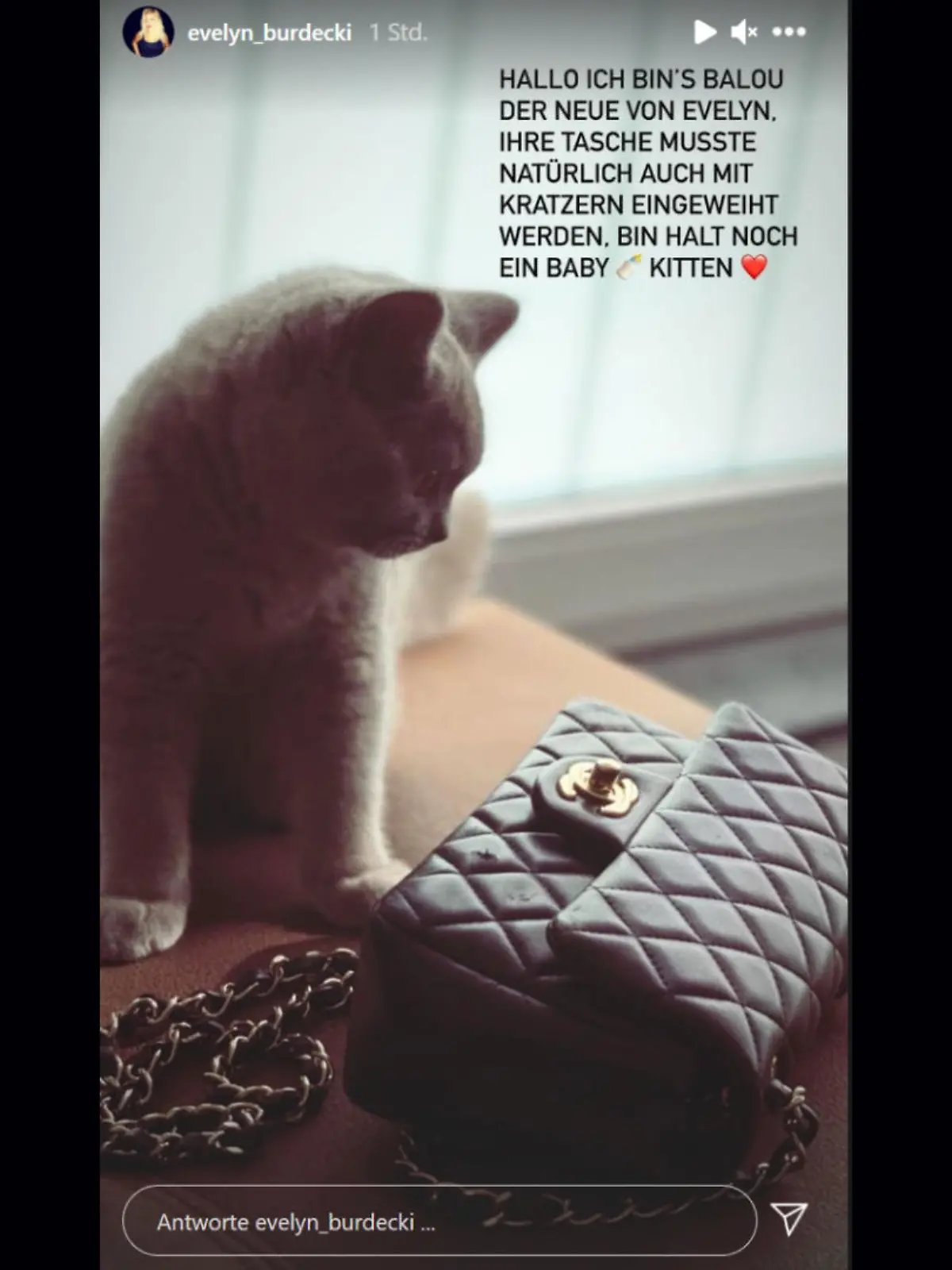 Er sieht unschuldig aus, doch er hat es faustdick hinter den flauschigen Ohren: Evelyn Burdeckis Kater Balou.