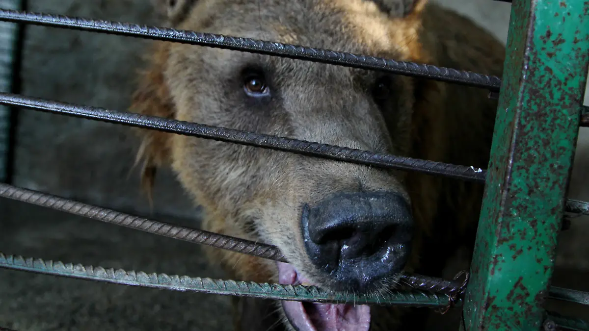 Braunbär hinter Gittern