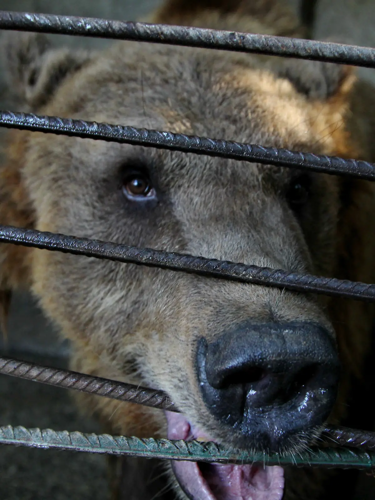 Braunbär hinter Gittern