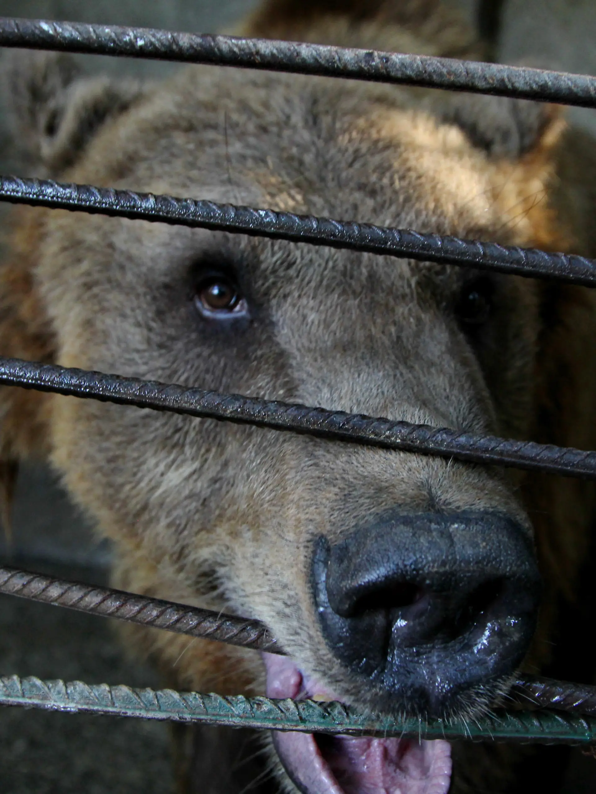 Braunbär hinter Gittern