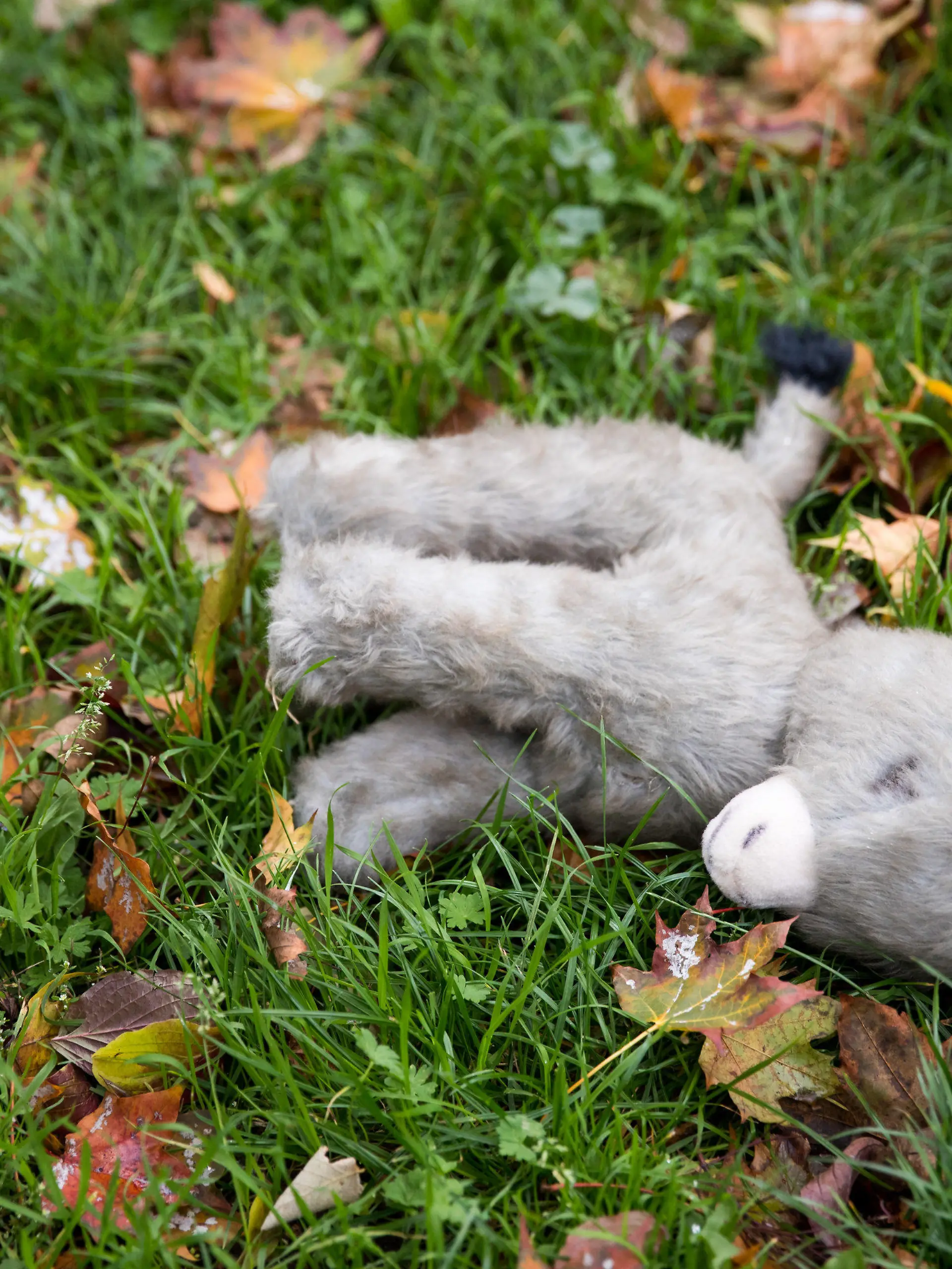 ARCHIV - 07.10.2017, Bayern, Nürnberg: Ein verloren gegangener Plüsch-Esel liegt zwischen Blättern auf einer Wiese. Ein Mädchen aus Unterfranken soll vom Freund seiner Mutter anderen Männern zum Missbrauch angeboten worden sein. Vom 26.04.2021 an muss sich der 49 Jahre alter Lebensgefährte der Mutter wegen schweren sexuellen Missbrauchs vor dem Landgericht Schweinfurt verantworten. Foto: Daniel Karmann/dpa +++ dpa-Bildfunk +++