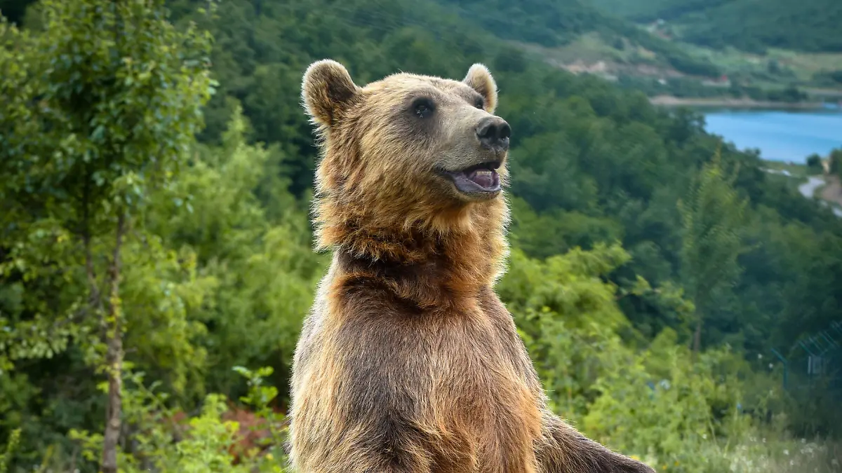 Bär auf zwei Pfoten im Wald