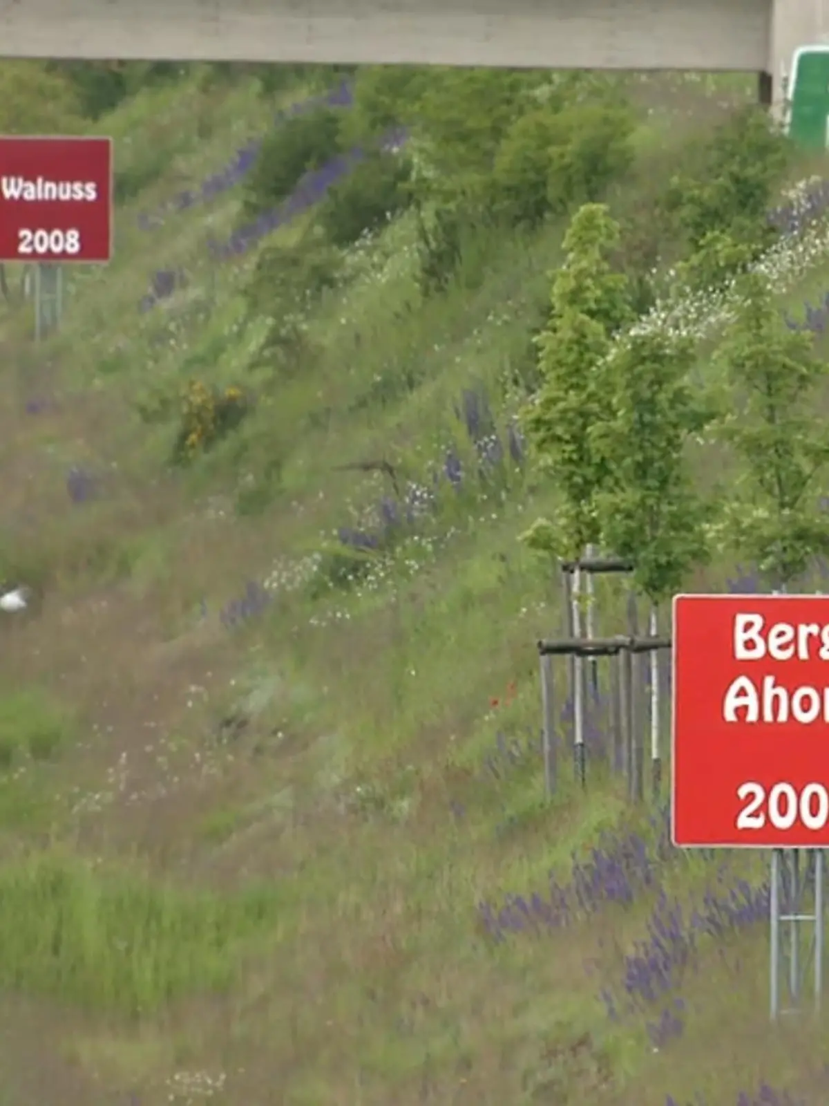 Bild zu: "Bäume an A4 vertrocknen"