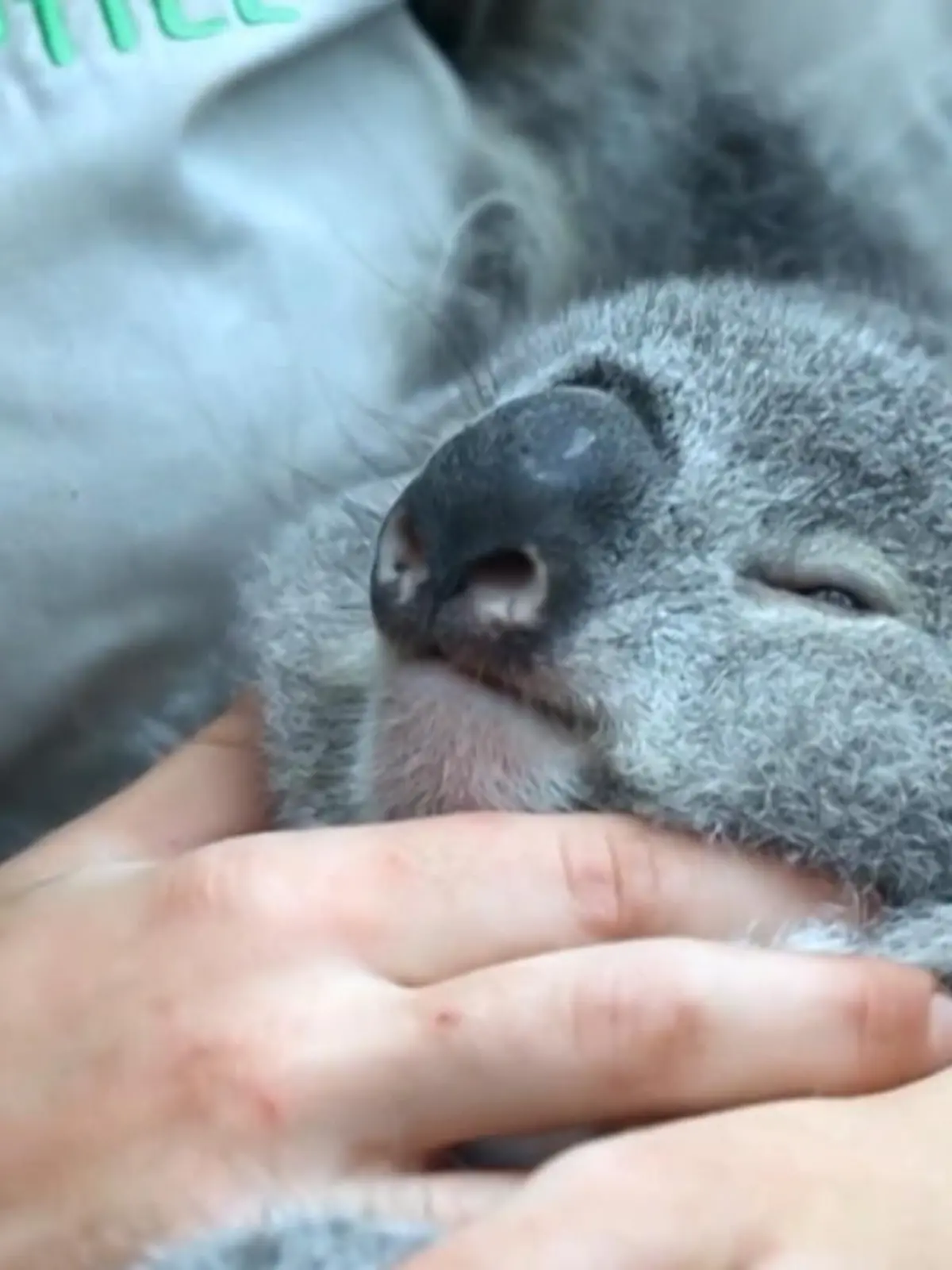Bild zu: "Koala kann die Augen kaum offen halten"