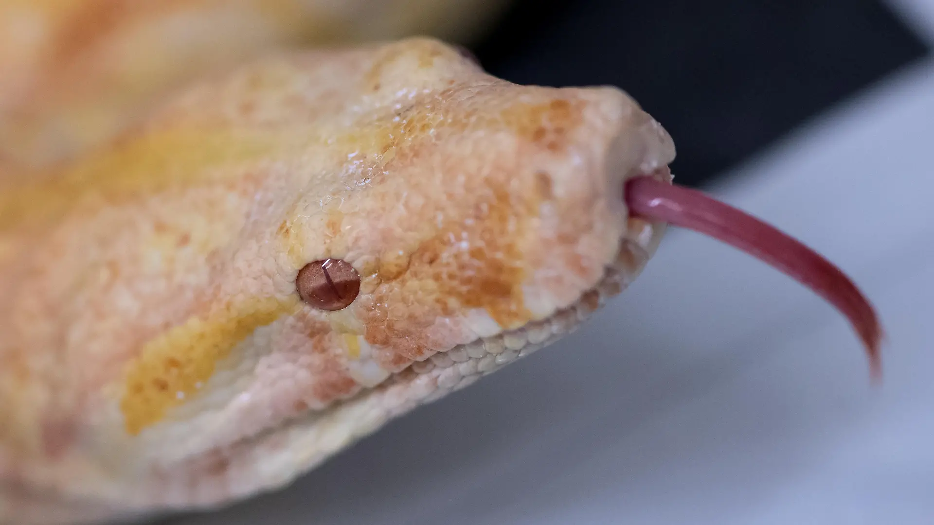 28.01.2019, Bayern, München: Eine Albino Boa Constrictor ist in der Auffangstation für Reptilien München e. V. in einer Quarantäne-Box zu sehen. Das Veterinäramt hatte bei einer unangemeldeten Kontrolle 60 Schlangen in einer Münchner Wohnung gefunden, die auf viel zu engem Raum und unter untragbaren hygienischen Zuständen gehalten wurden. (zu dpa "Tierhortung: 60 Schlangen aus Wohnung gerettet") Foto: Sven Hoppe/dpa