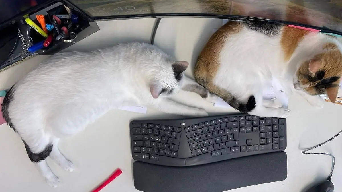 Katzenkollegen im Büro