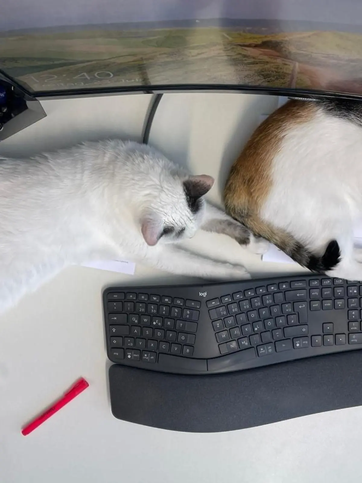 Katzenkollegen im Büro