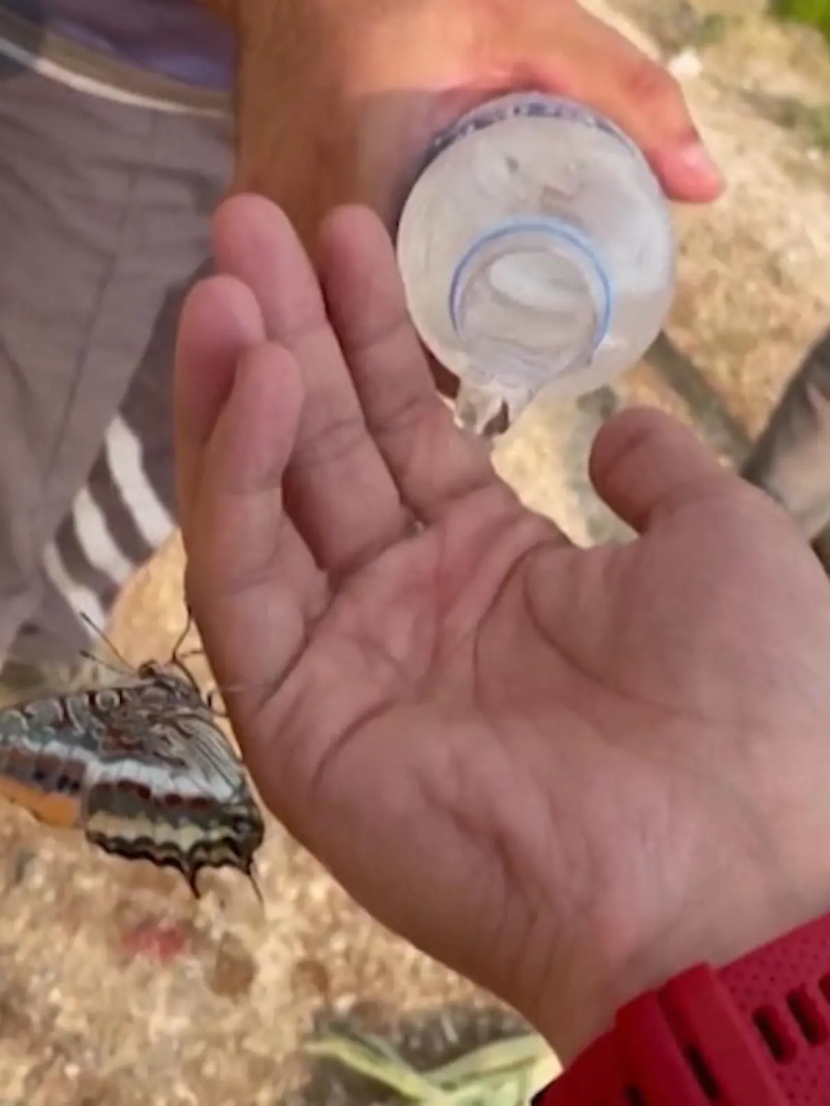 Bild zu: "Durstiger Schmetterling trinkt Wasser"