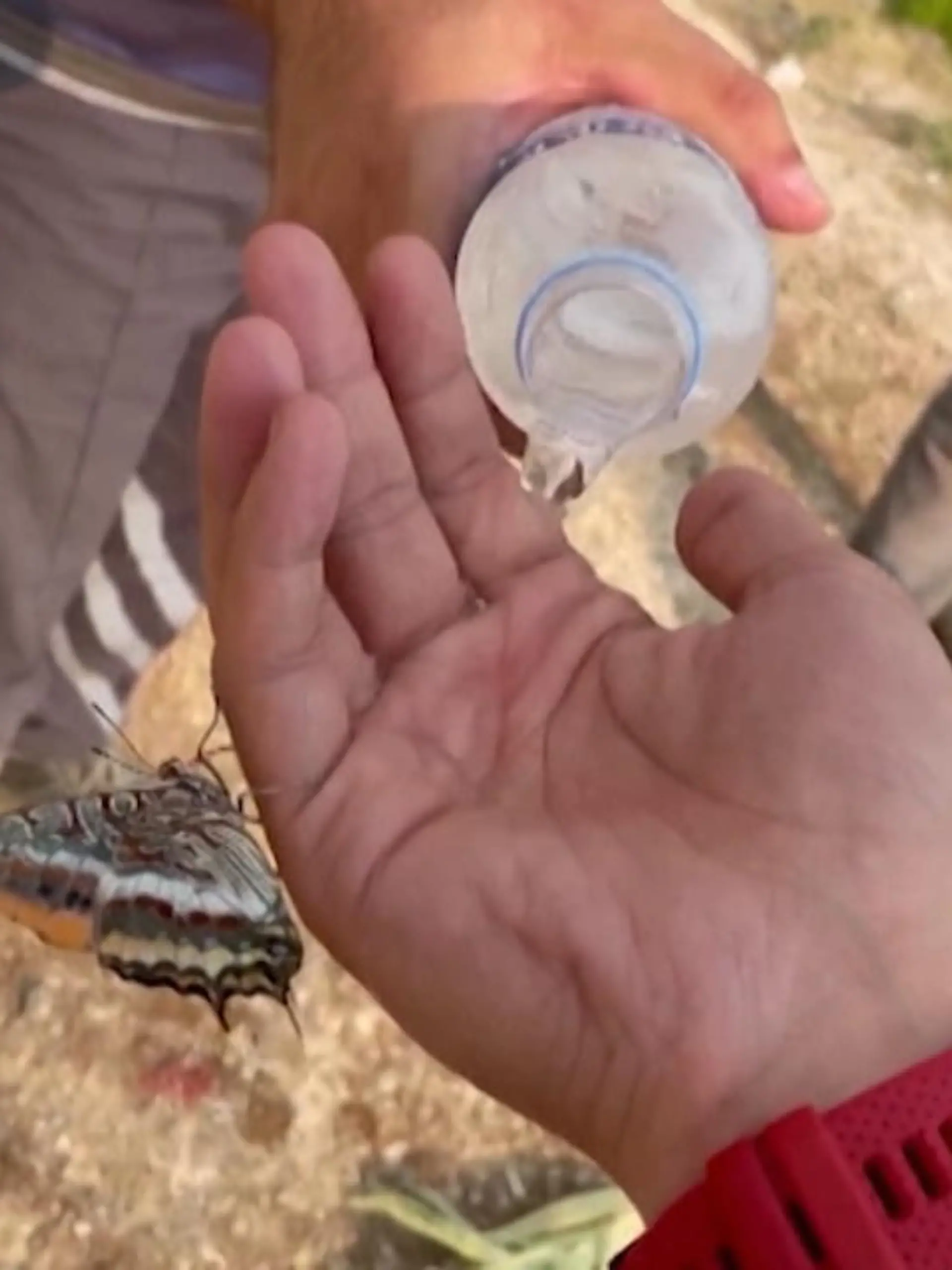 Bild zu: "Durstiger Schmetterling trinkt Wasser"