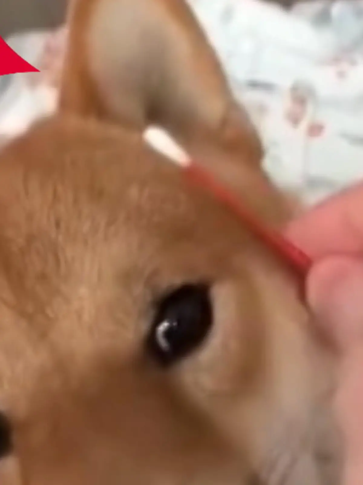 Bild zu: "Hund wehrt Wattestäbchen ab"