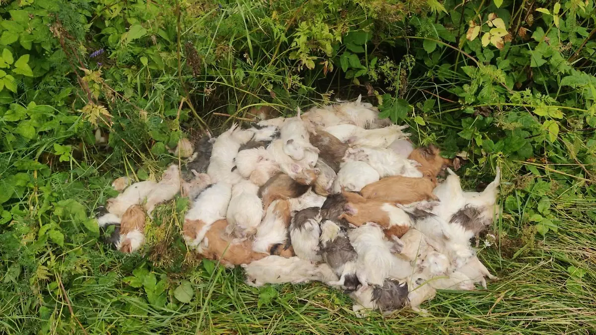 Passant entdeckte die toten Nagetiere