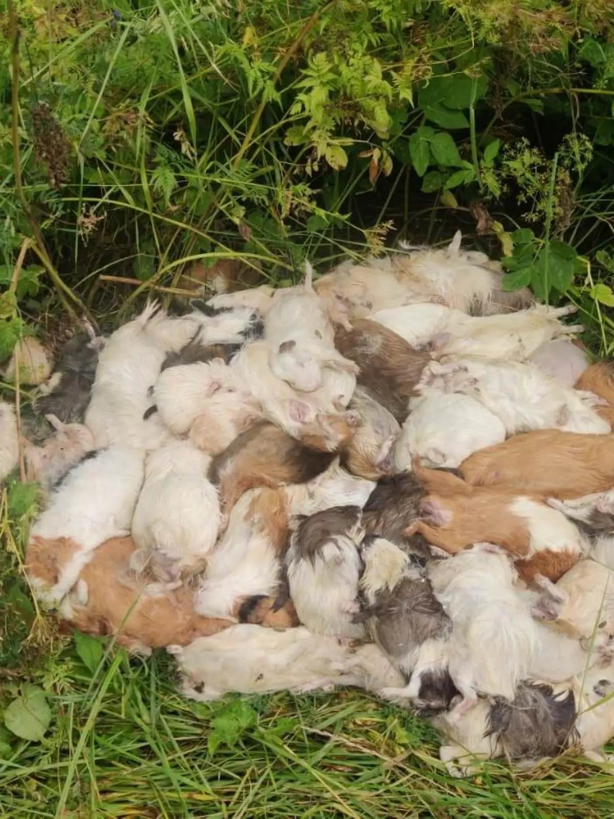 Passant entdeckte die toten Nagetiere