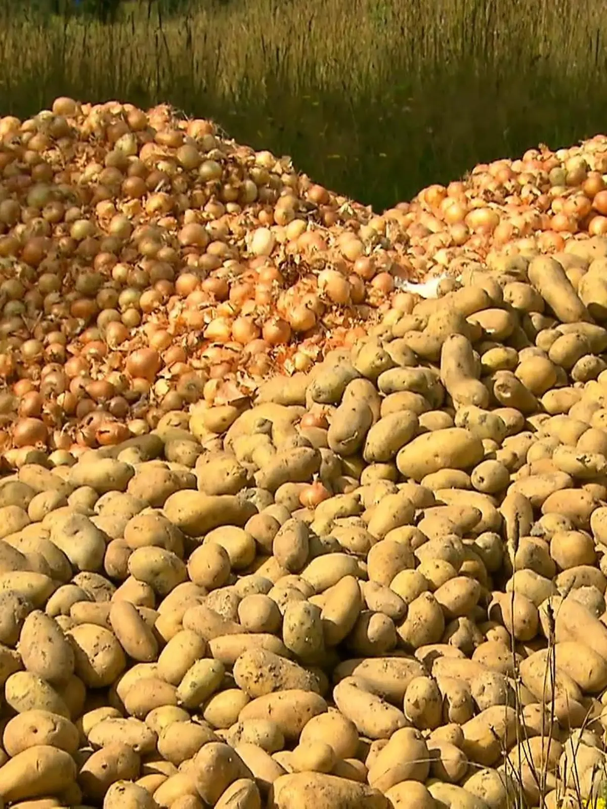 Bild zu: "Jäger findet Kartoffeln und Zwiebeln"