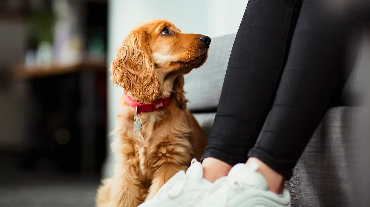 Hund sieht Frauchen intensiv an