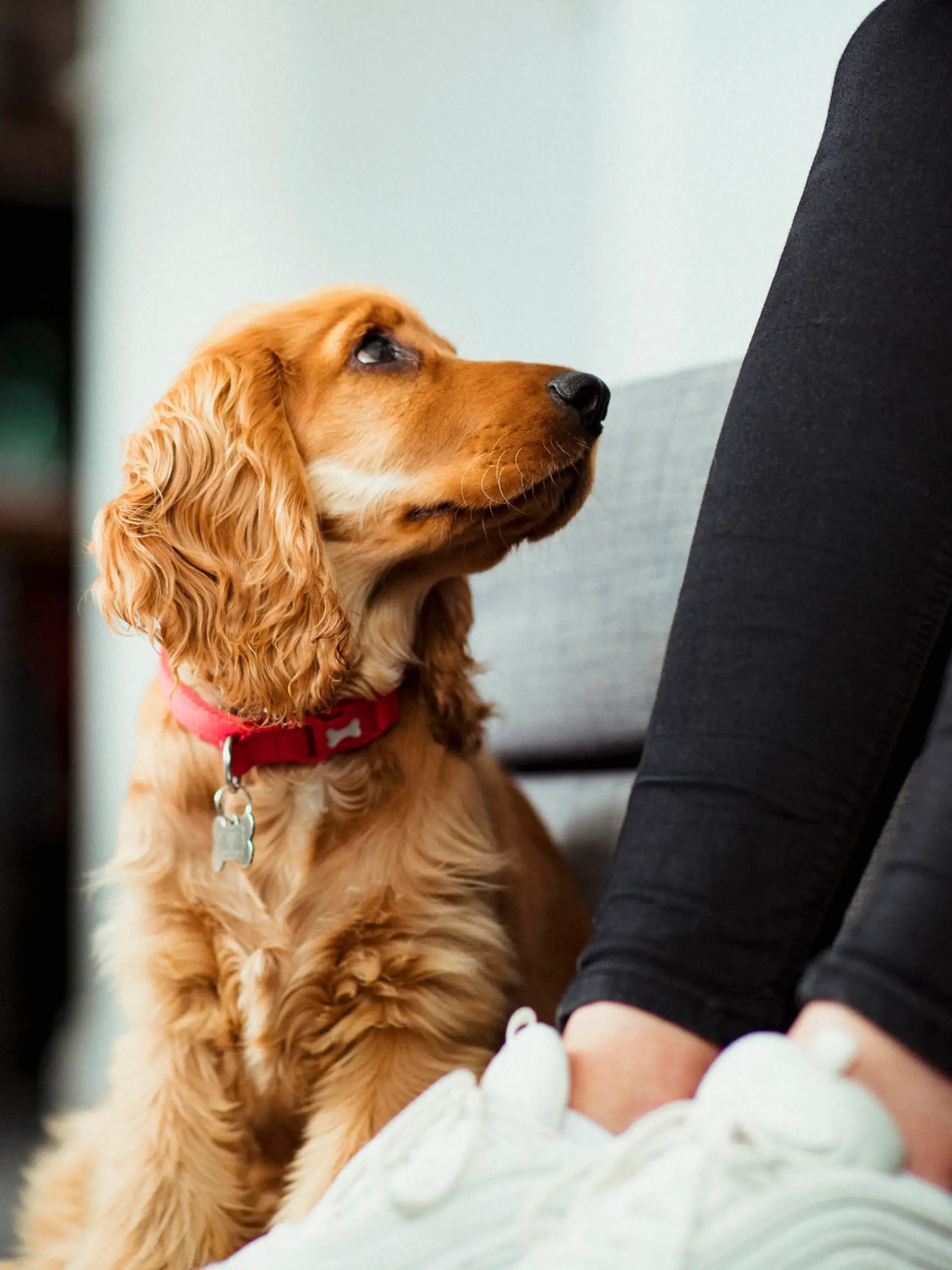Hund sieht Frauchen intensiv an