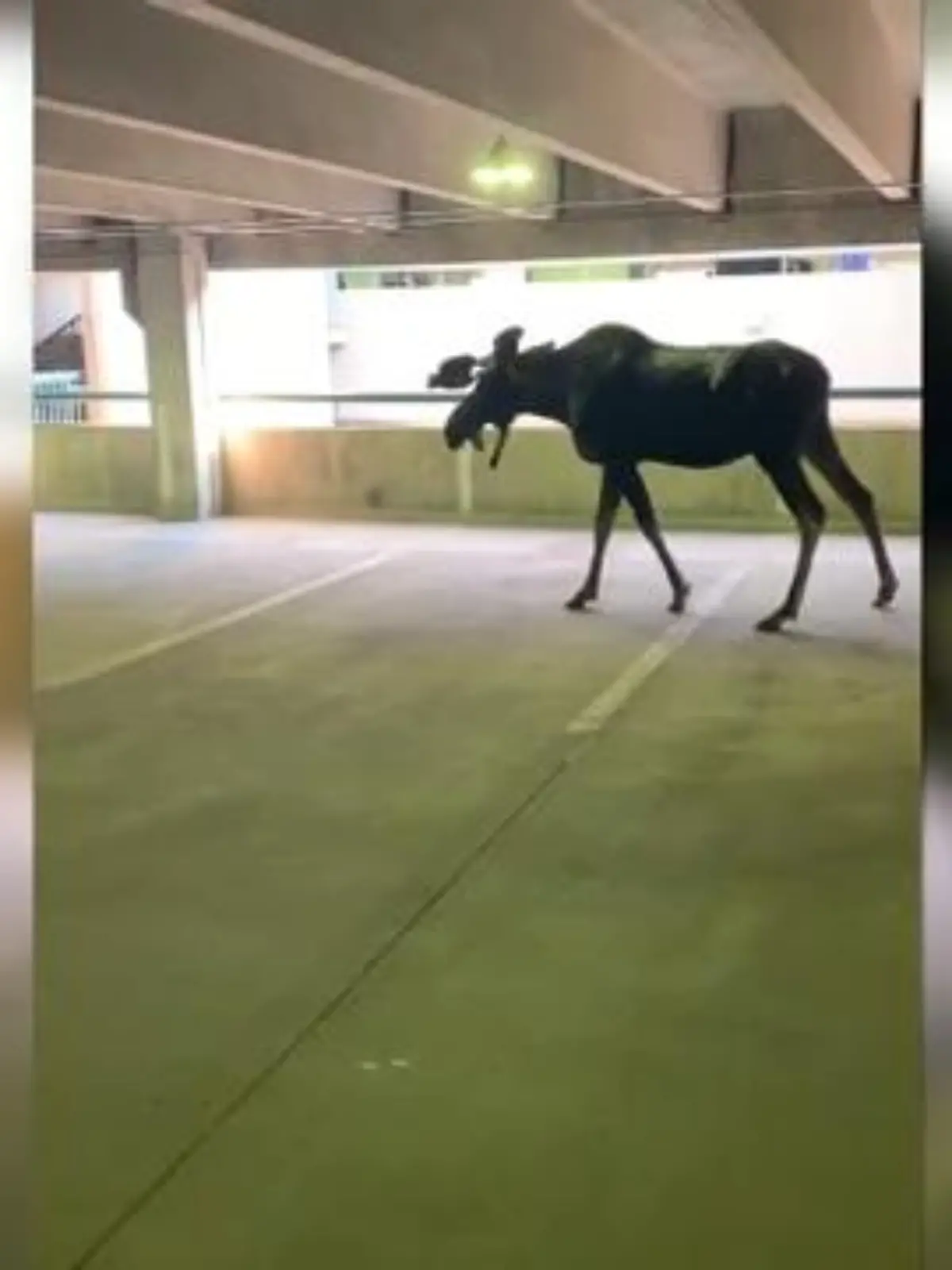 Im US-Bundesstaat Colorado ist es größtenteils ziemlich ländlich. Die Zeiten in denen Menschen noch hauptsächlich per Pferd unterwegs waren scheinen hier nicht allzulang vorbei zu sein. Doch auch in Colorado sind Stallungen für Reitgetier inzwischen mehrheitlich Parkhäusern gewichen.