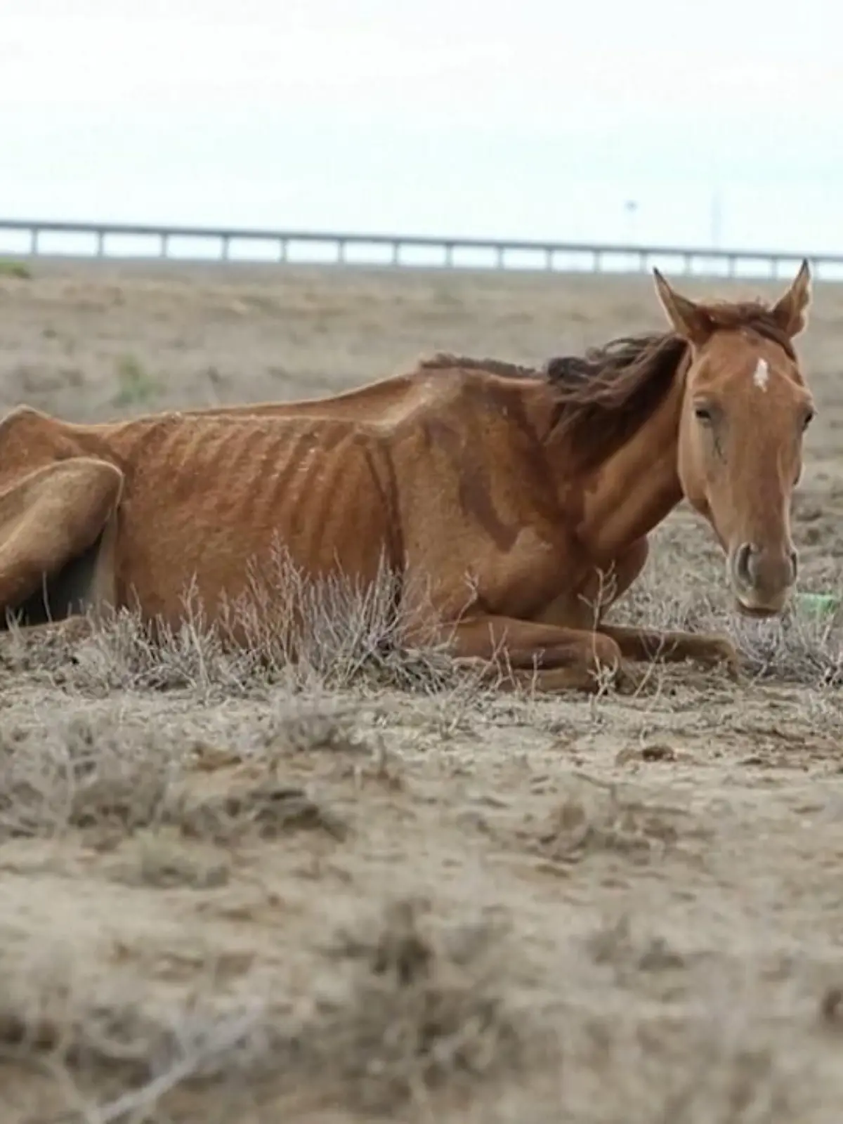 Tiere und Bauern in Kasachstan sind einer außergewöhnlich heißen Dürre ausgesetzt. Eine Orte wirken wie ein Pferdefriedhof.