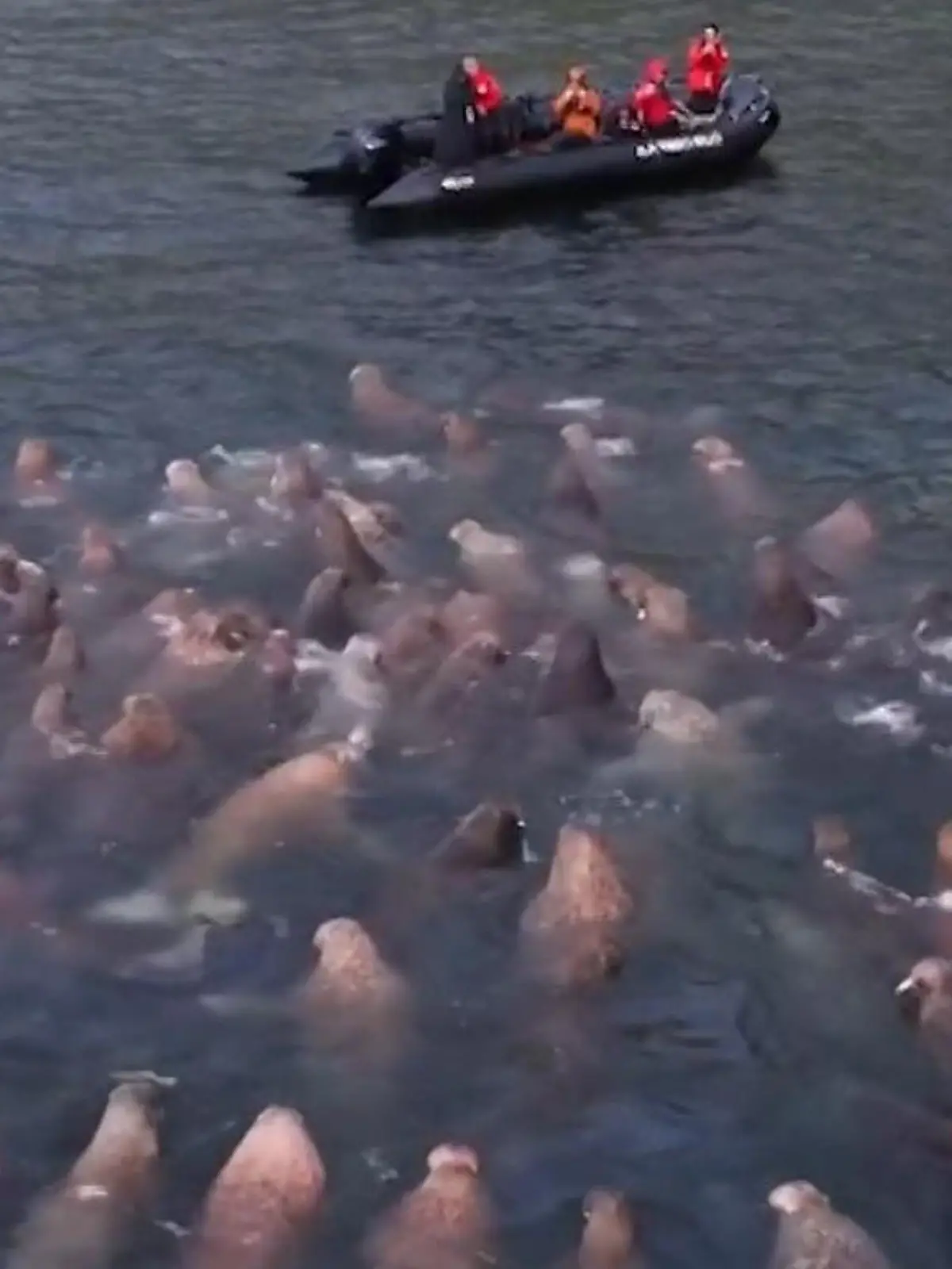 Bild zu: "Von Meeresgiganten umzingelt! Touristen erleben seltenes Naturspektakel"