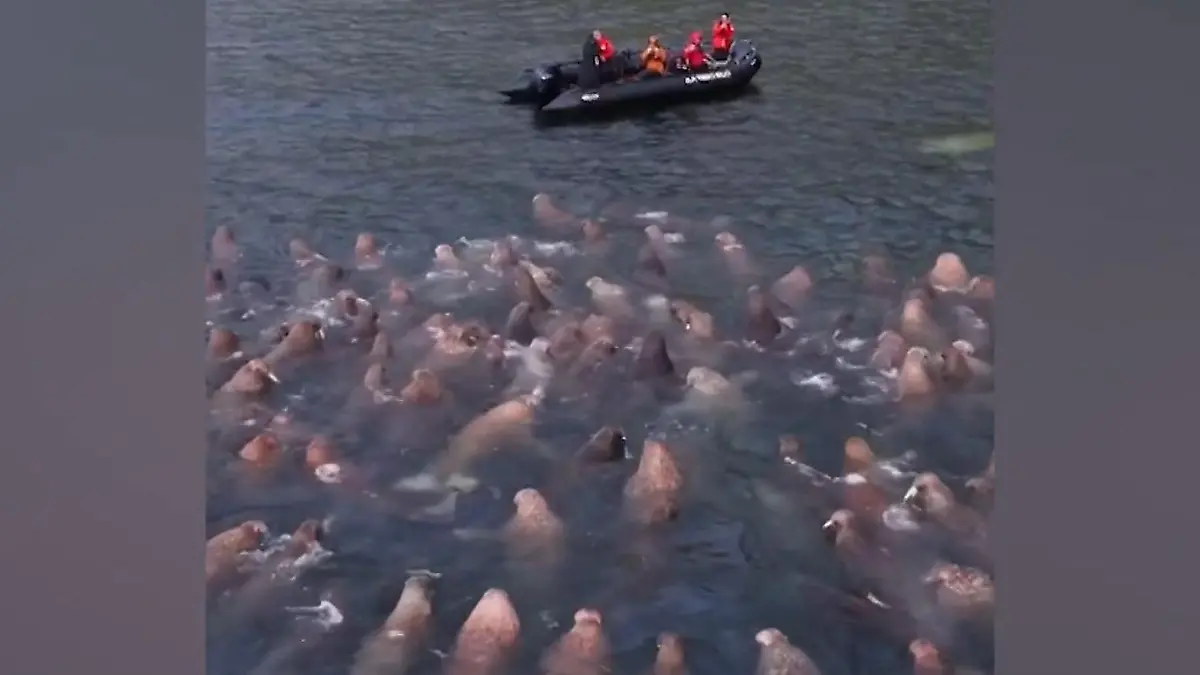 Von Meeresgiganten umzingelt! Touristen erleben seltenes Naturspektakel Tausende Walrösser im Eiswasser