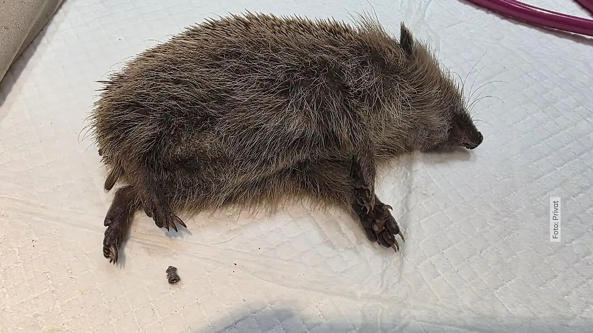 Unbekannter schießt auf Igel Stacheliger Patient in Porta Westfalica