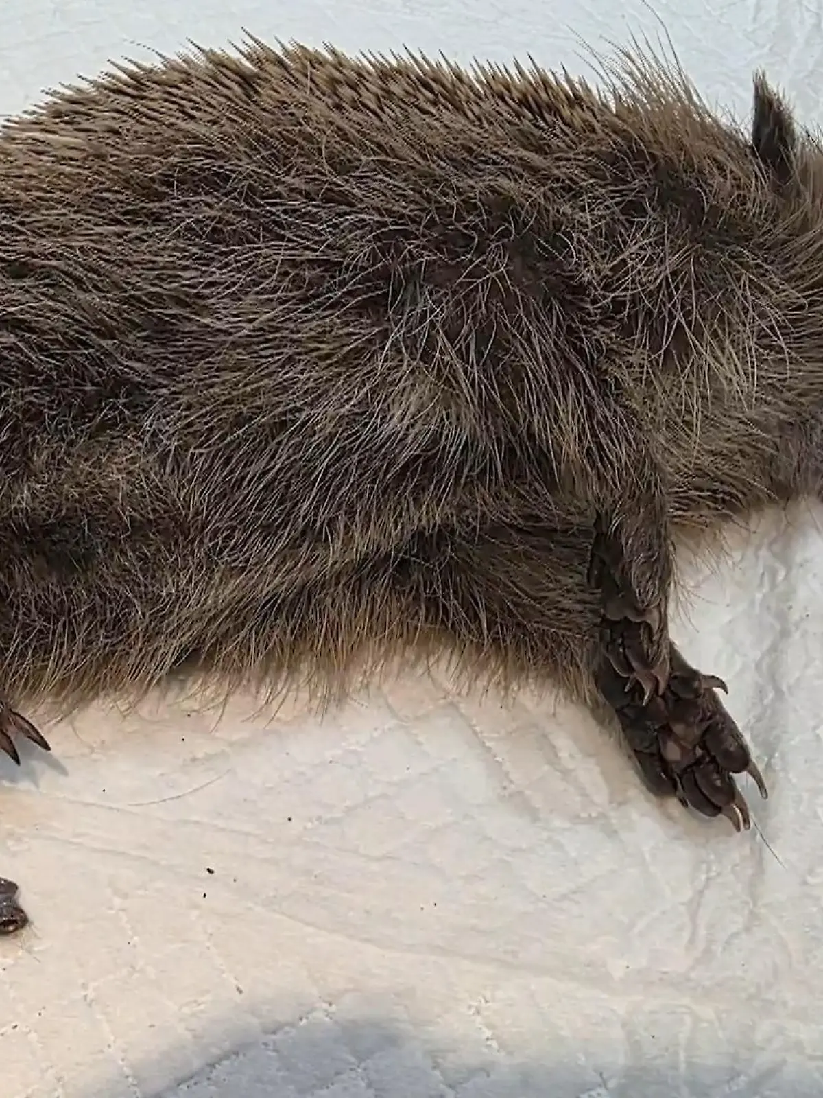 Bild zu: "Unbekannter schießt auf Igel"