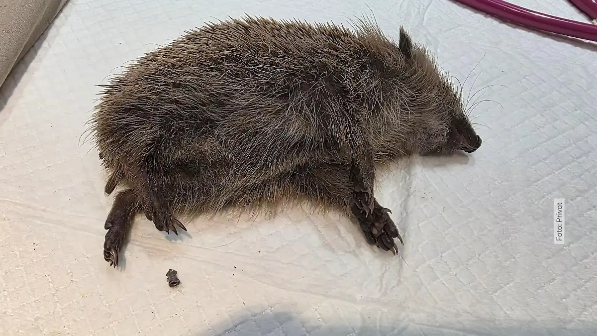 Igel-von-Unbekanntem-angeschossen-jetzt-wird-der-stachelige-Patient-in-einer-Tierauffangstation-in-Porta-Westfalica-aufgep-ppelt