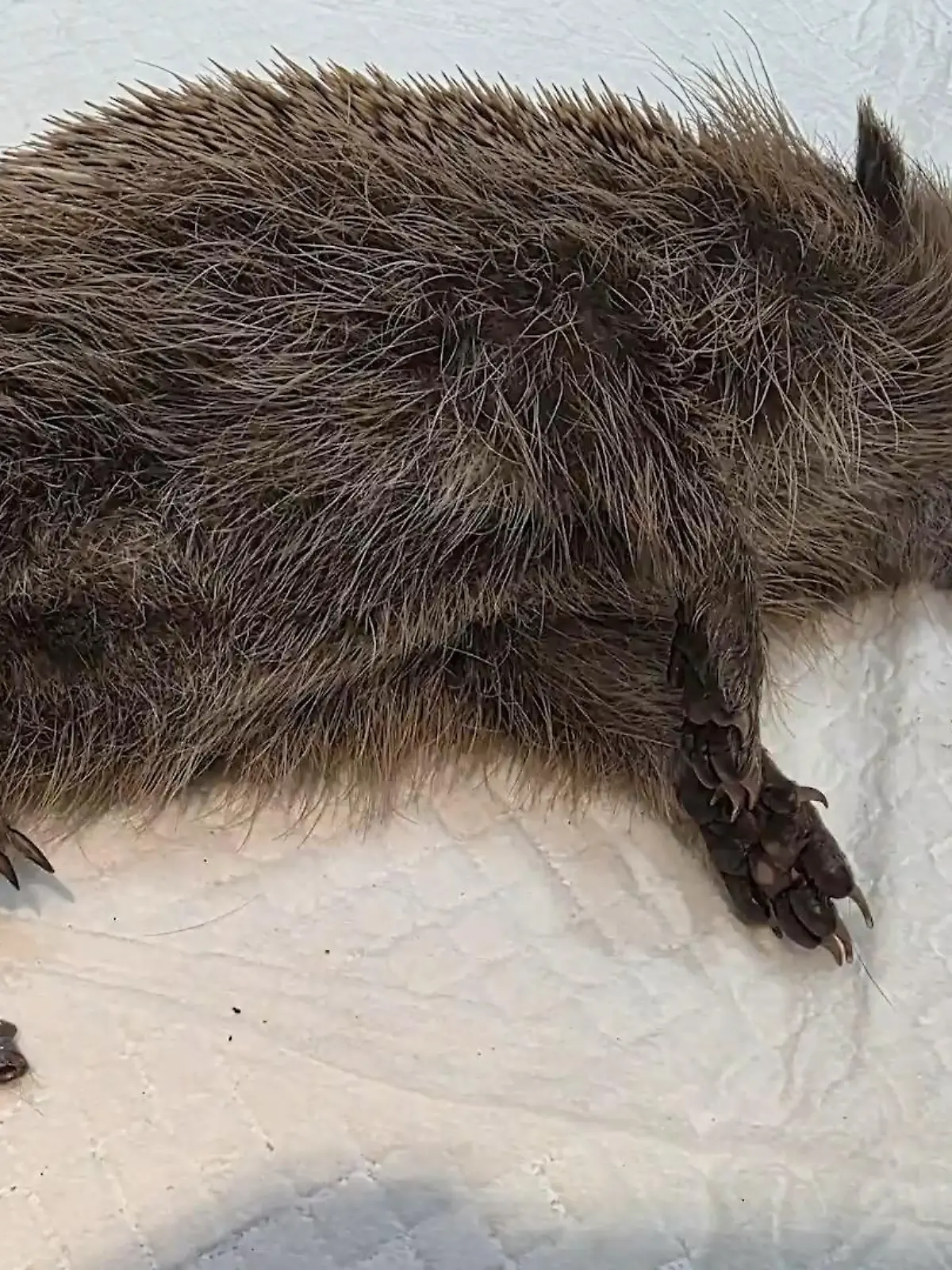 Bild zu: "Unbekannter schießt auf Igel"