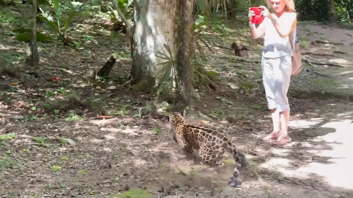 Wilder Jaguar schnappt zu! Raubtier kommt Touristin plötzlich ganz nahe Urlaubsidylle wird zum Schock-Erlebnis