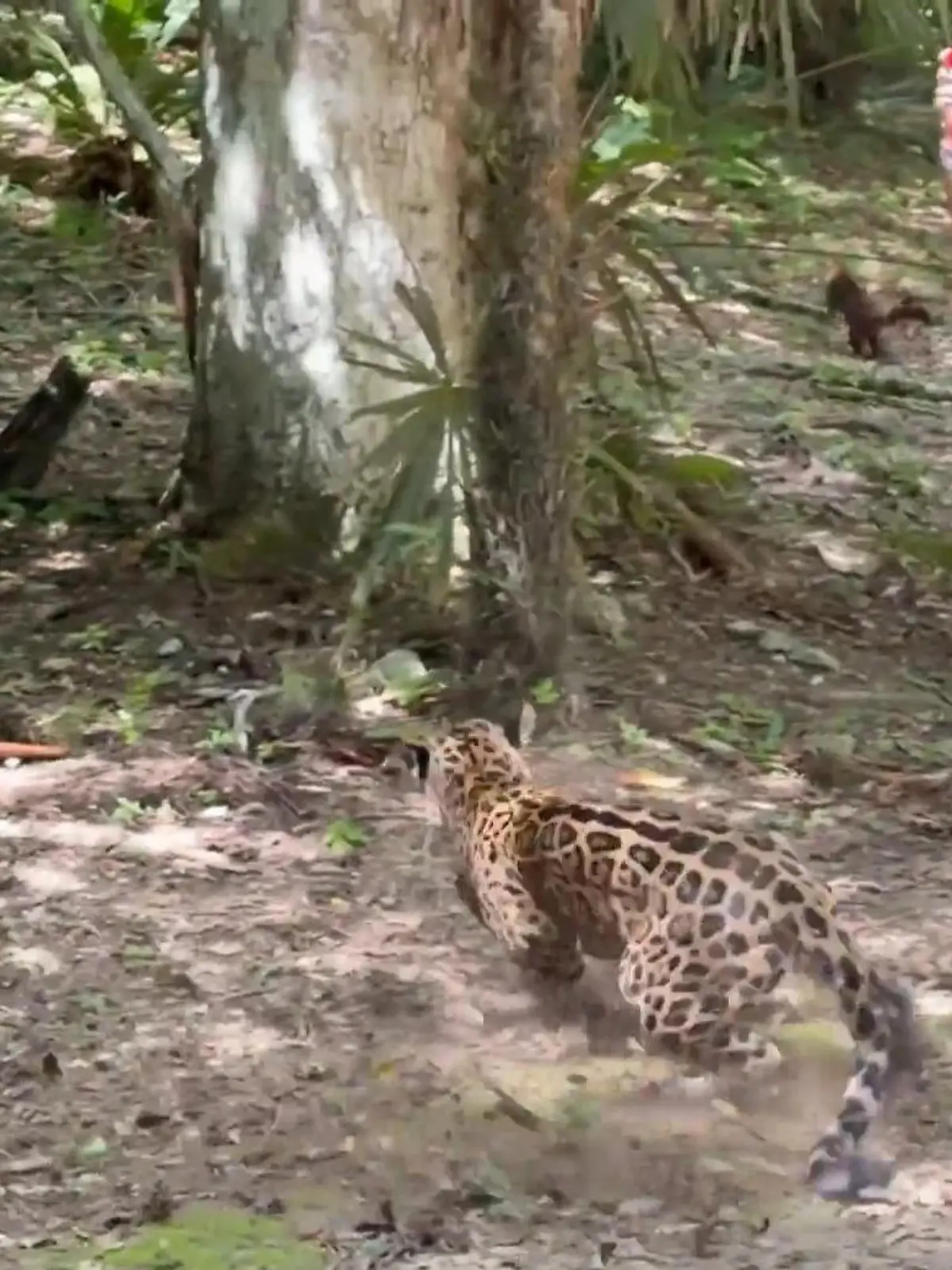 Bild zu: "Wilder Jaguar schnappt zu! Raubtier kommt Touristin plötzlich ganz nahe"